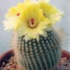 Parodia_scopa